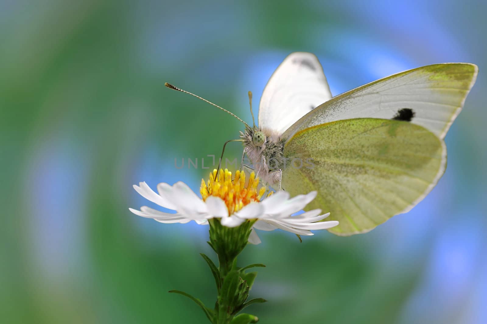 white cabbage butterfly by romantiche