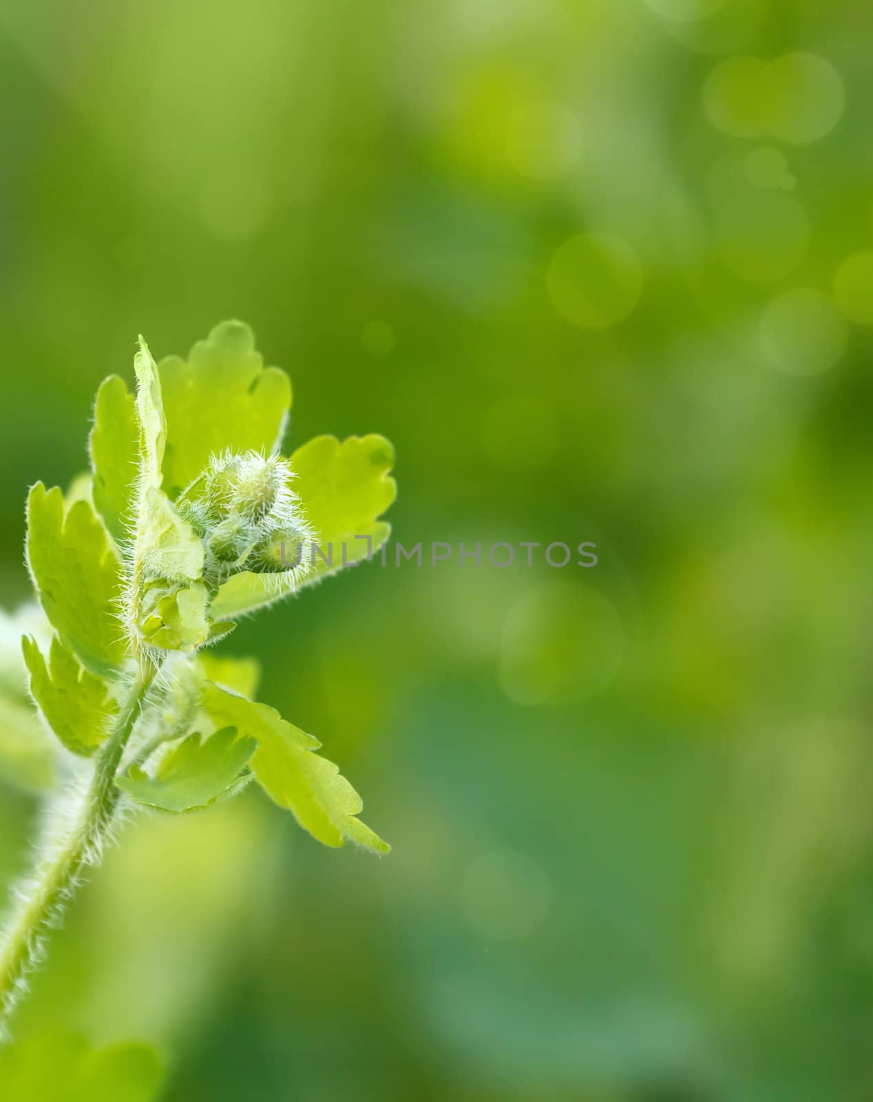 Green spring background with shallow focus and bokeh