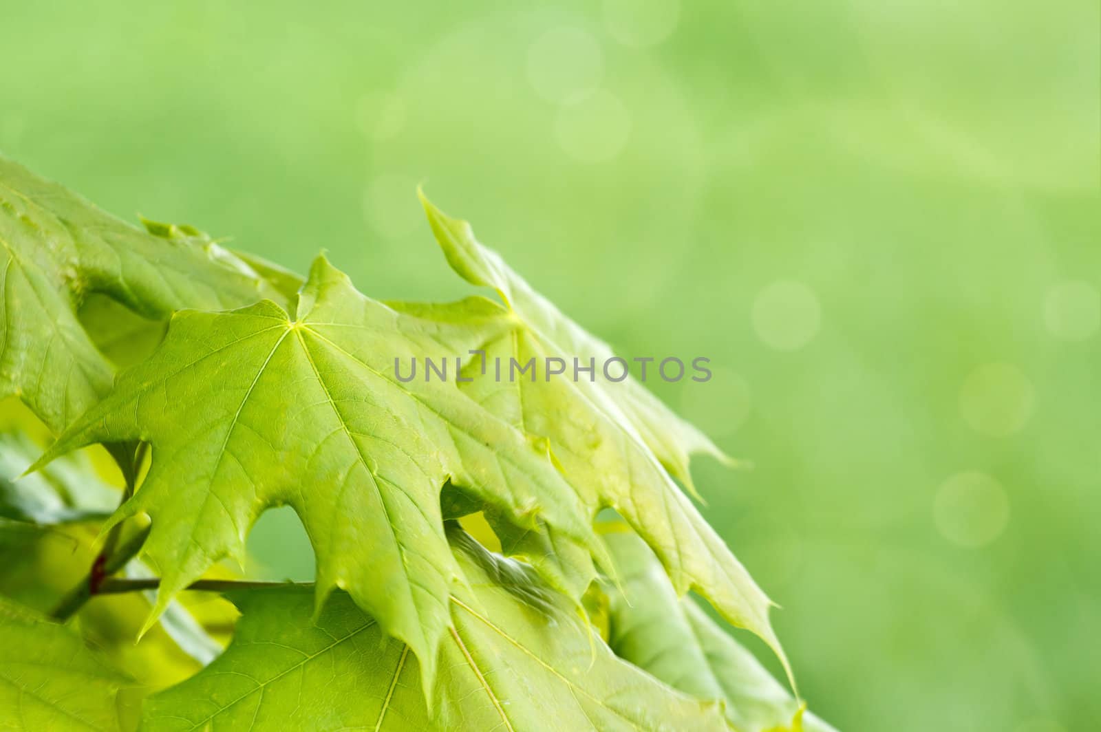 Green spring background with shallow focus and bokeh