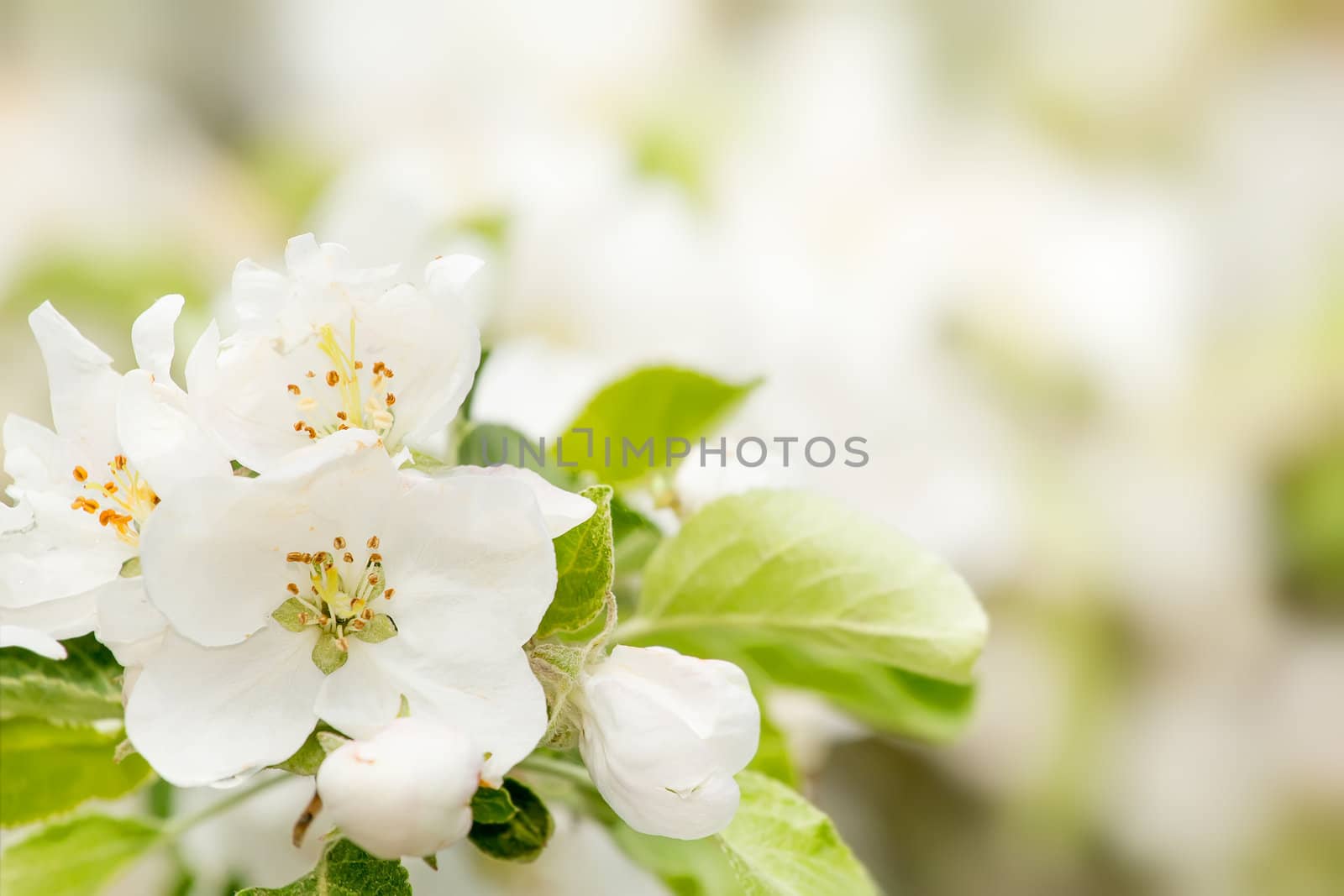 Blossoming flower in spring with very shallow focus