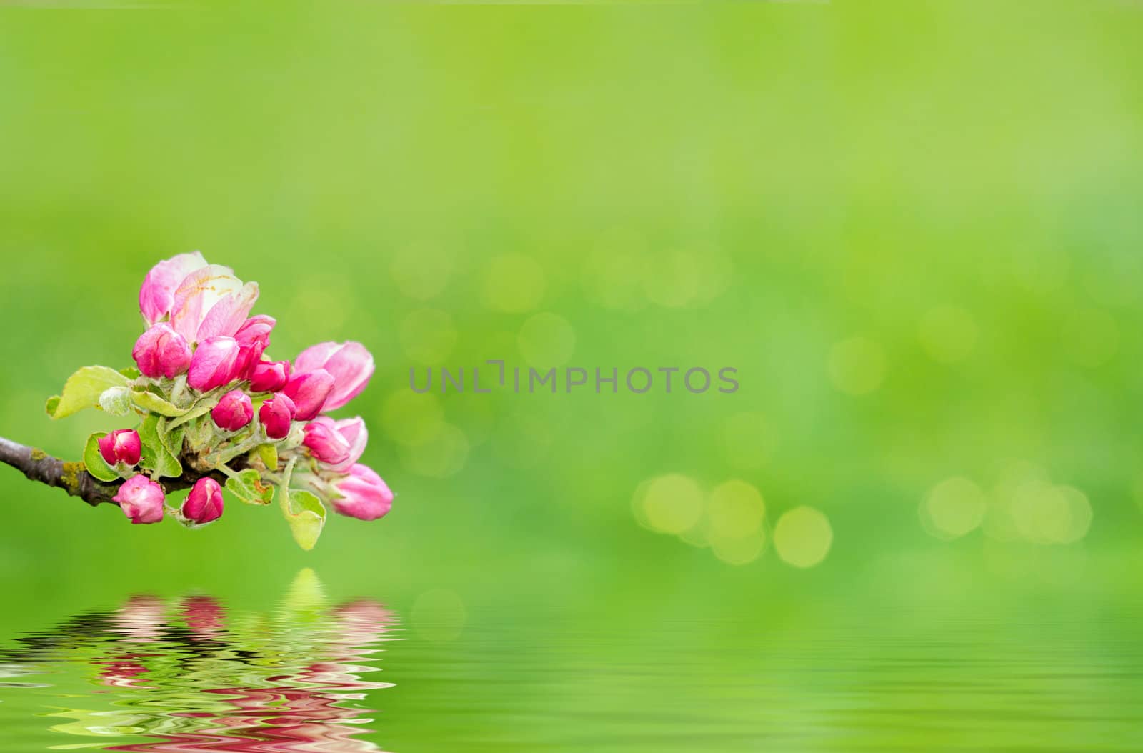 Green spring background with shallow focus bokeh and refflection