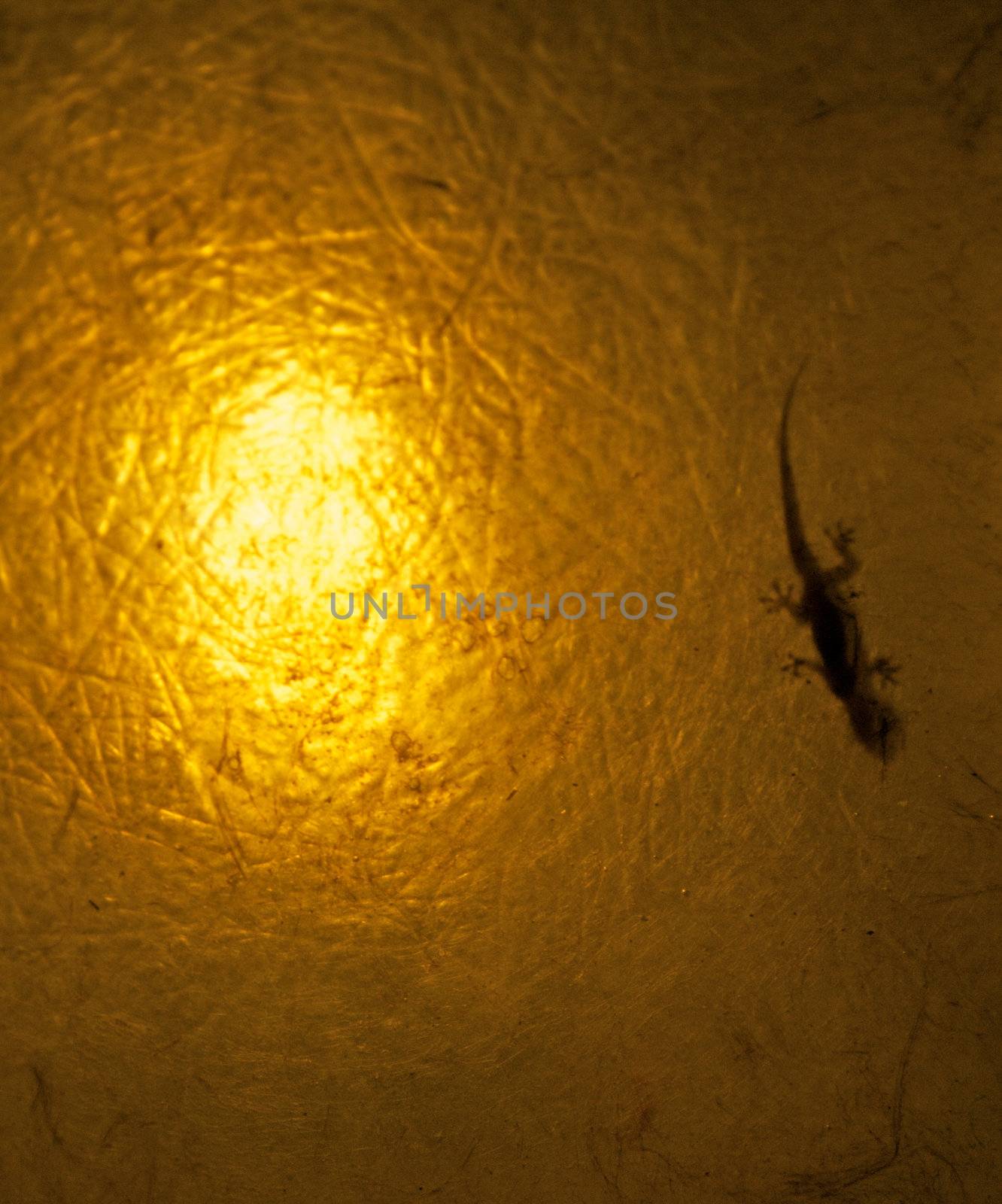 Lizard into Lantern in night light background