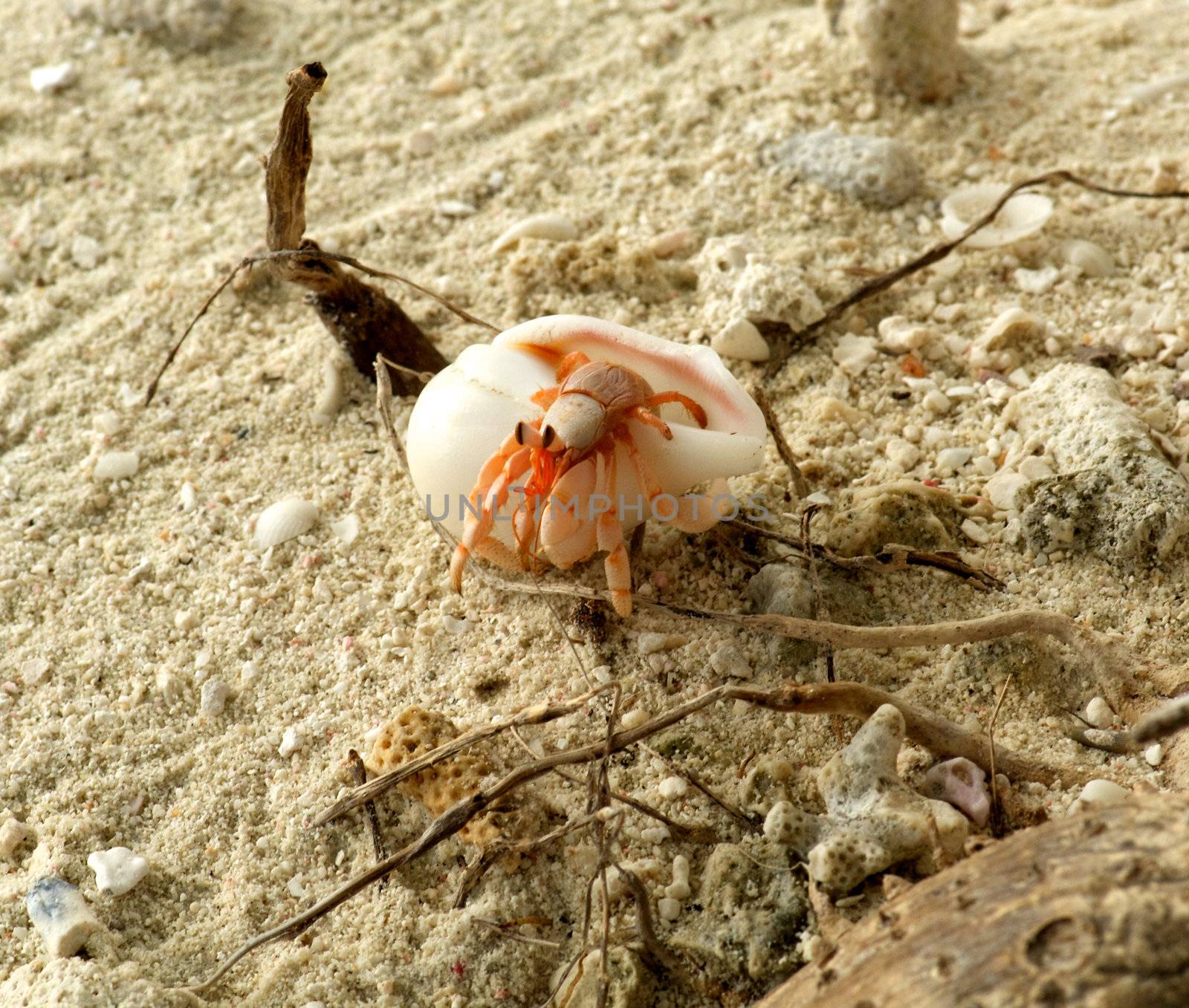 Small hermit crab in natural environment by zhekos