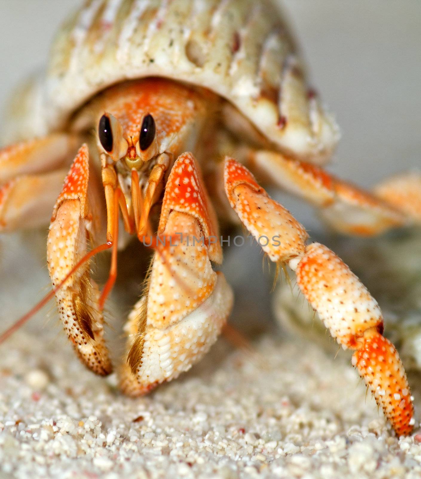 Beautiful hermit crab in his shell close up on sand background