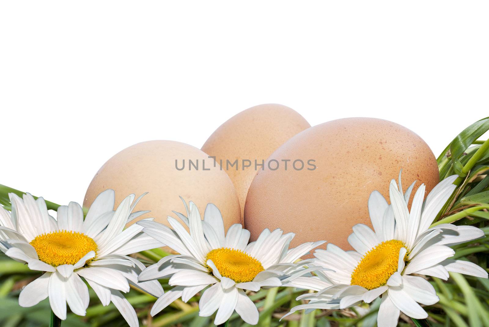 Egg and white camomile by sergey150770SV