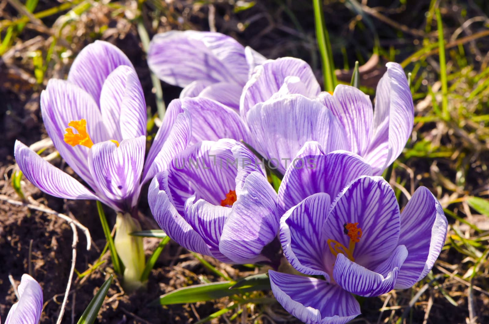 Crocus saffron first spring flowers grow in garden. Violet blooms.