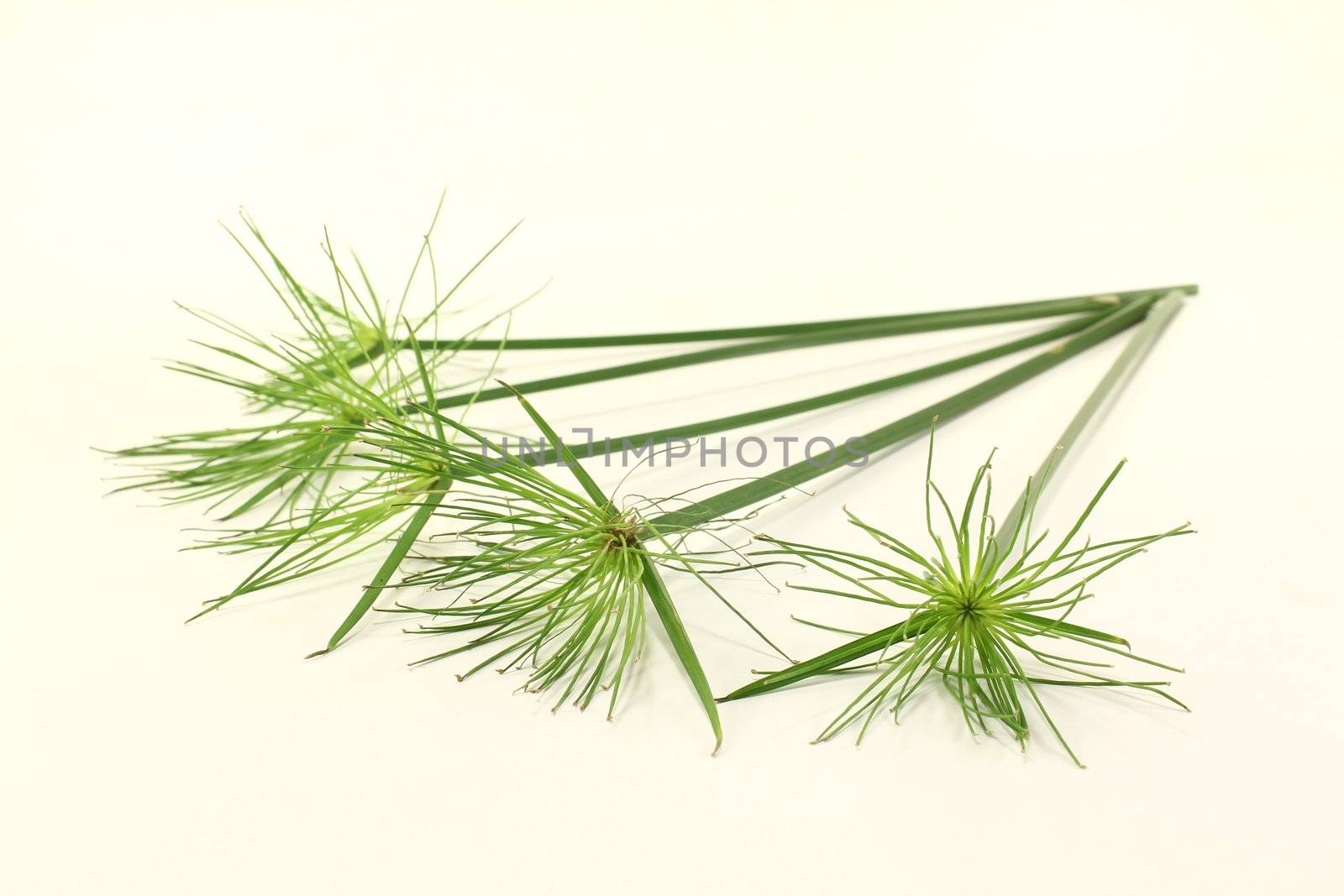 five green stems papyrus plants on a light background