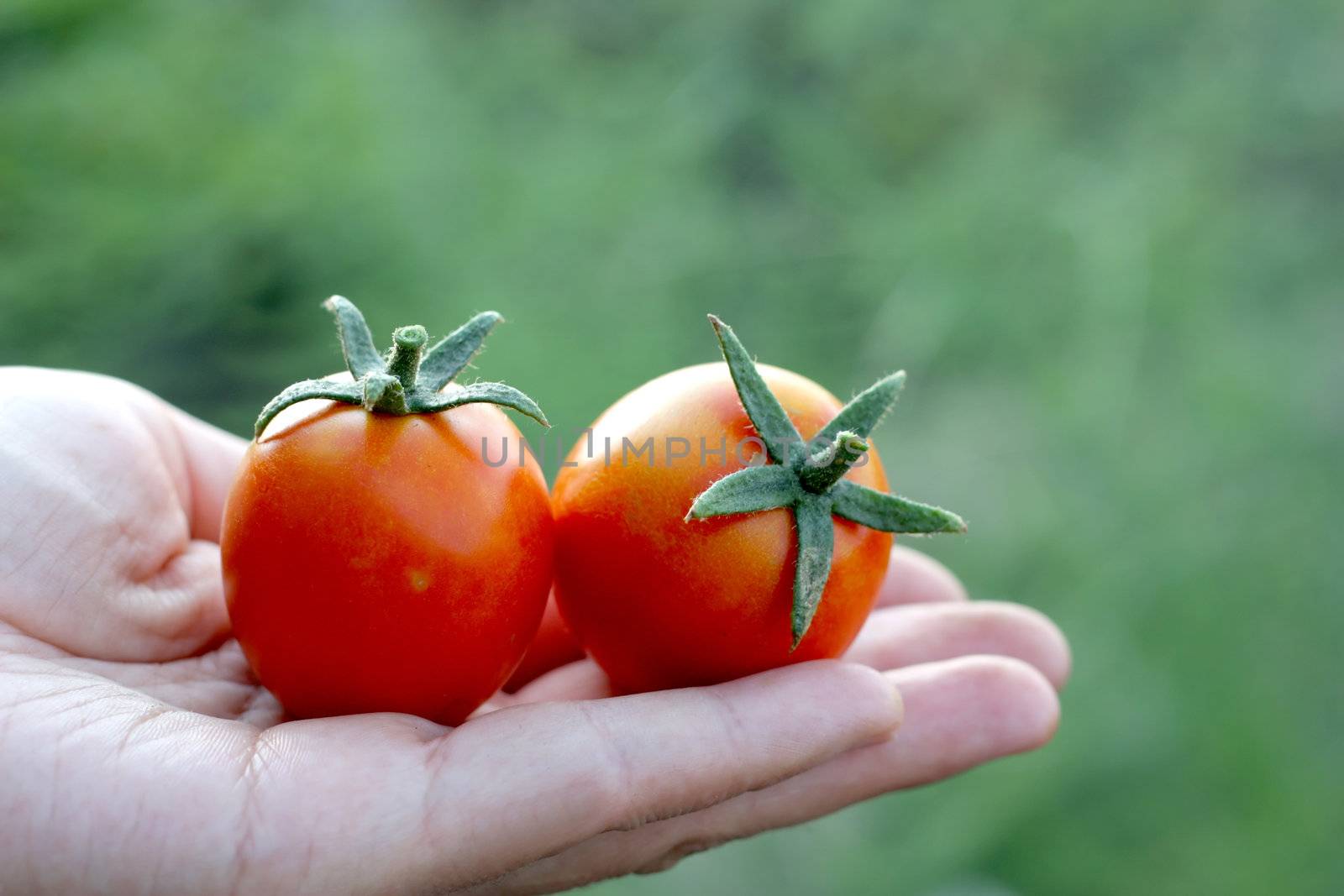 Tomatoes on the palm. Shallow DOF.