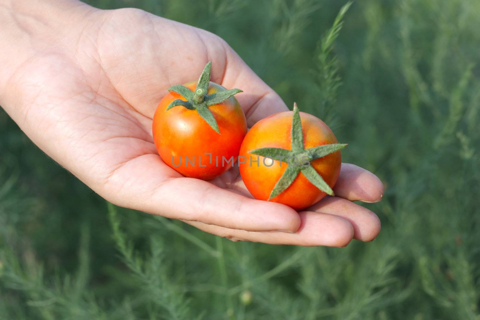 Tomatoes on the palm. Shallow DOF. by sergpet