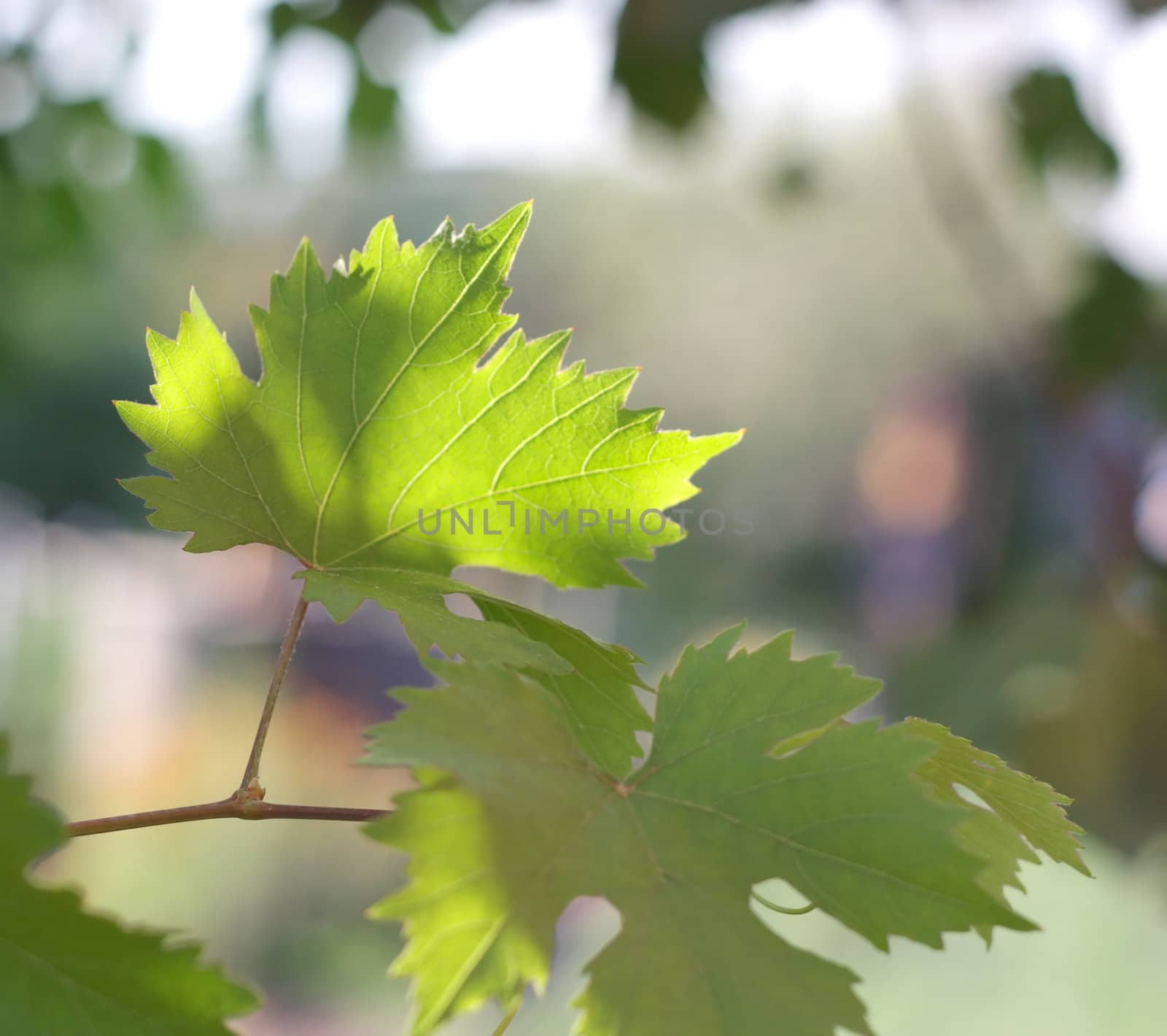 Leaf of the vine (under sunlight). Shallow DOF.