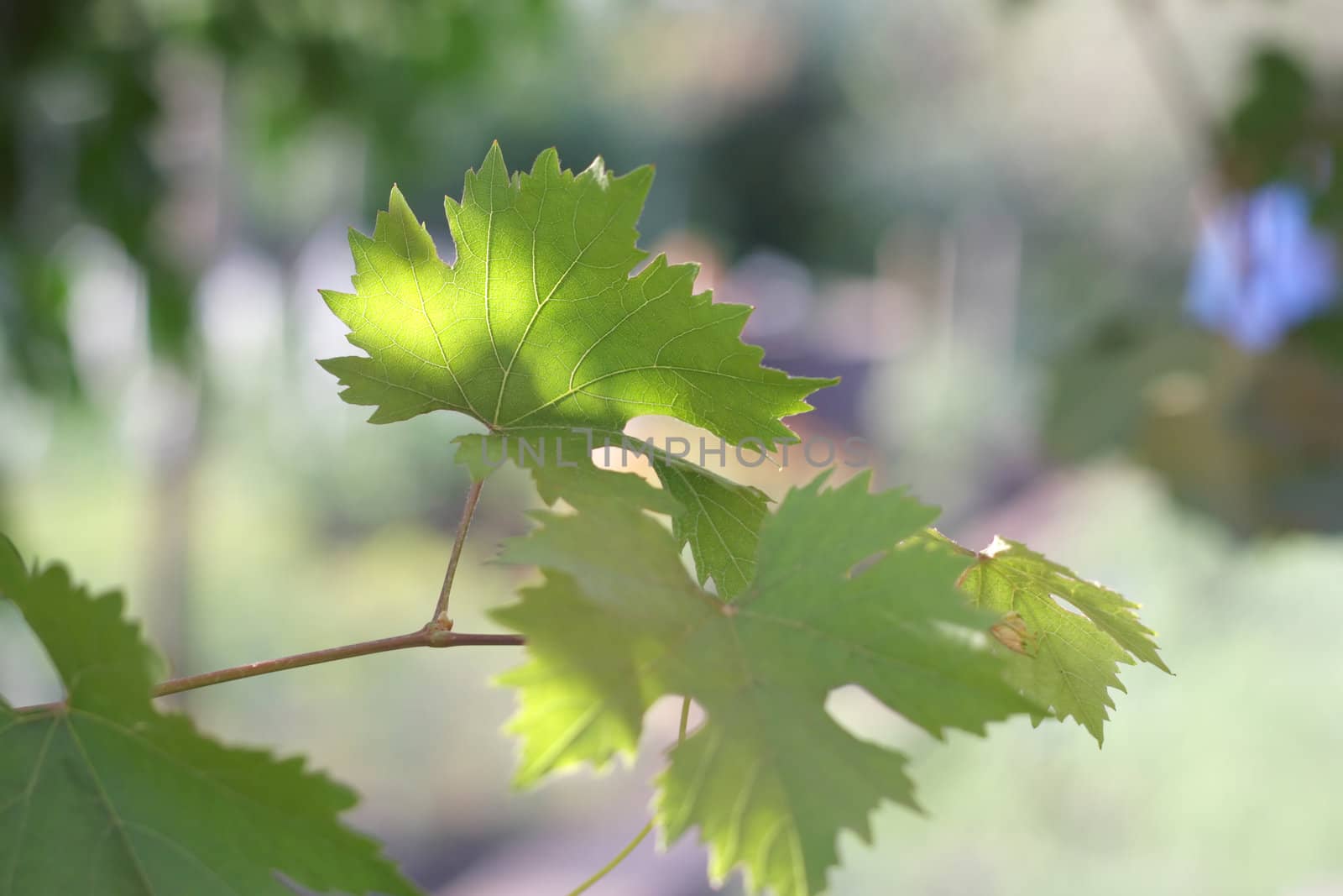 Leaf of the vine (under sunlight). Shallow DOF.