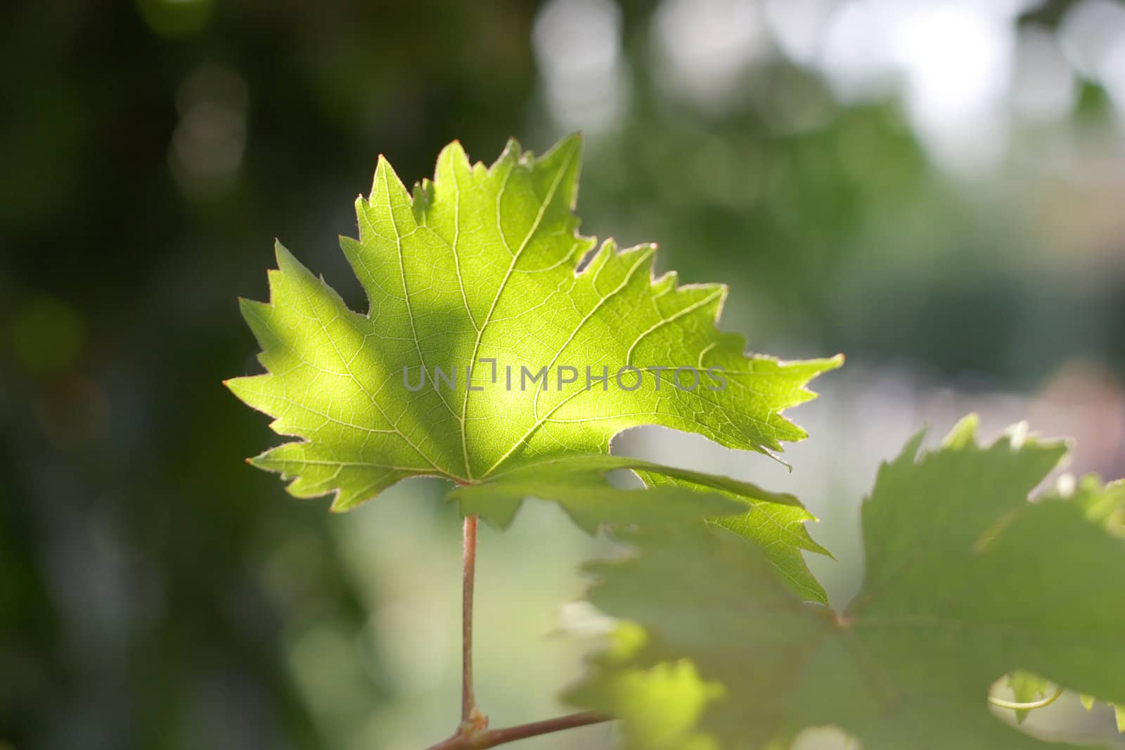 Leaf of the vine (under sunlight) by sergpet