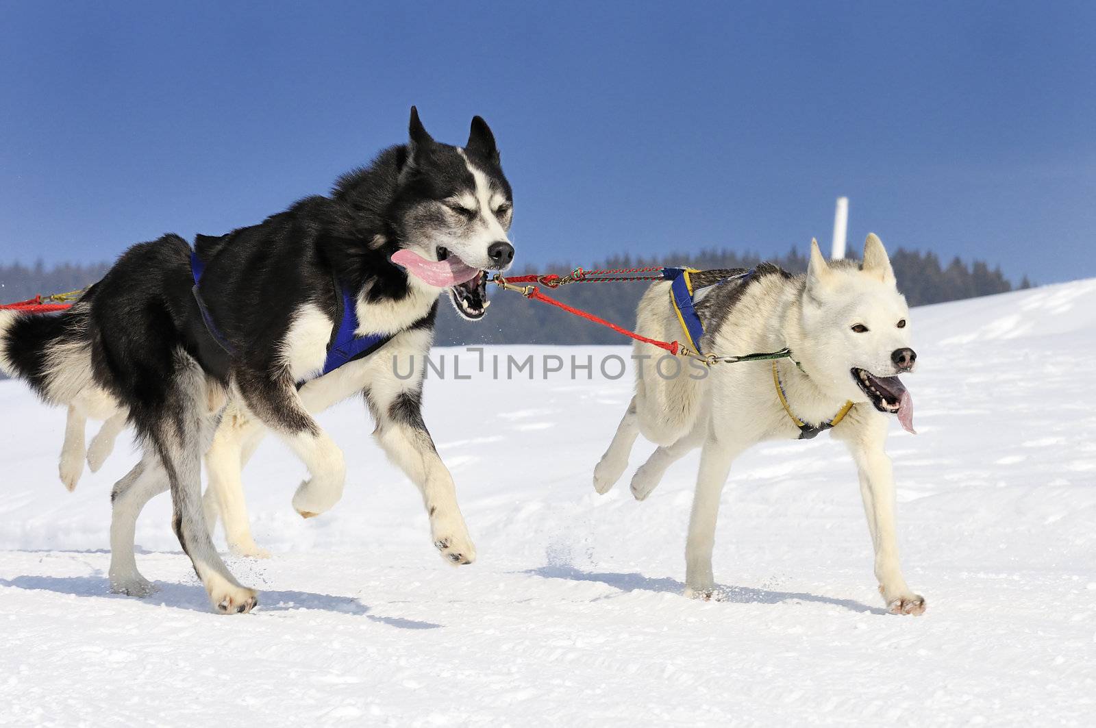 sportive dog team is running in the snow