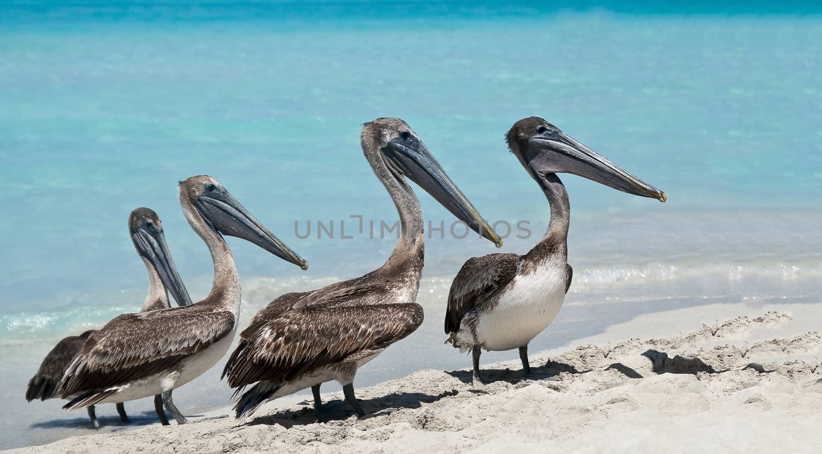 A quartet of pelicans during rush hour on the beach.
