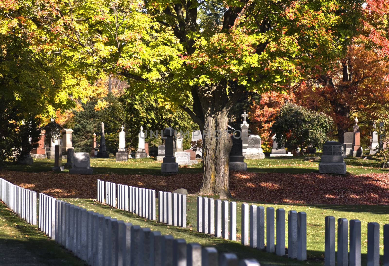 A cemetery showing soldier tombstones under big trees in autumn.