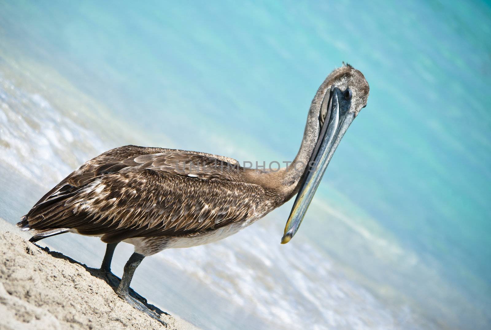 A pelican taking a break in paradise.