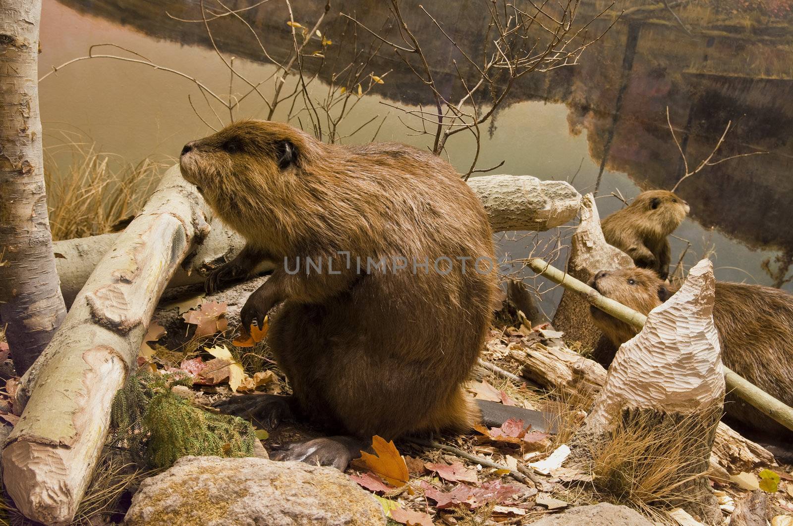Three beavers working with logs on the river bank.