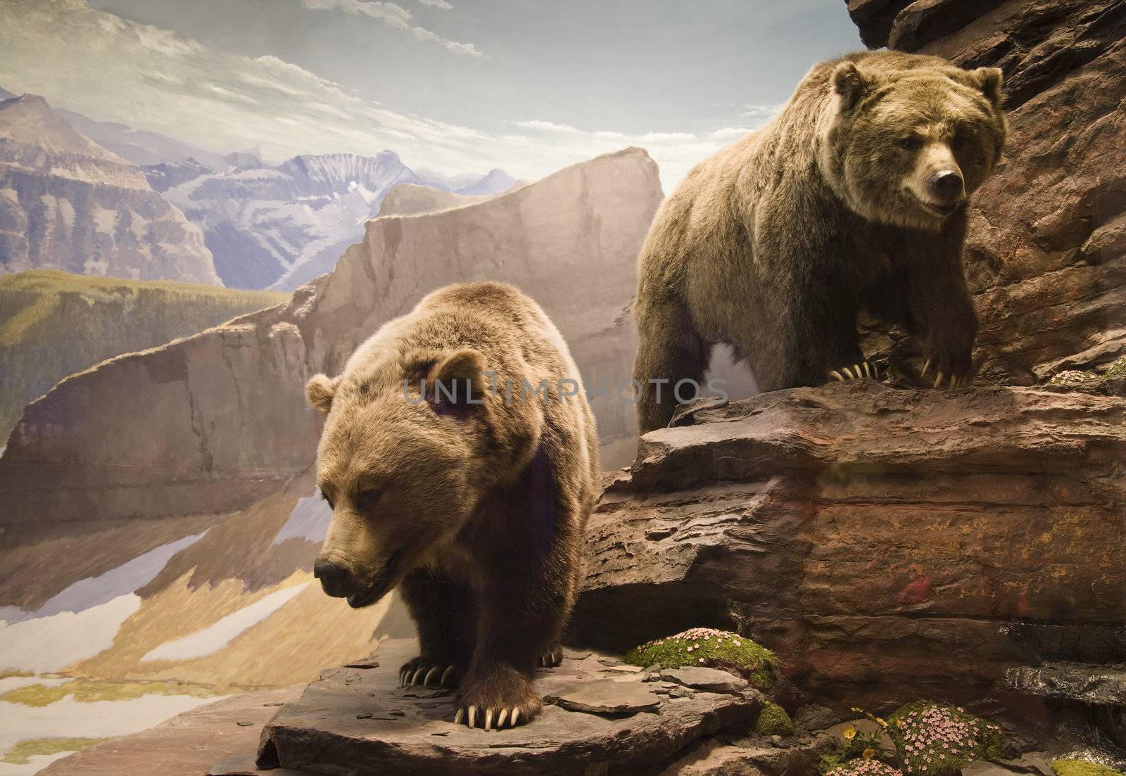 Grizzly Bears by michelloiselle