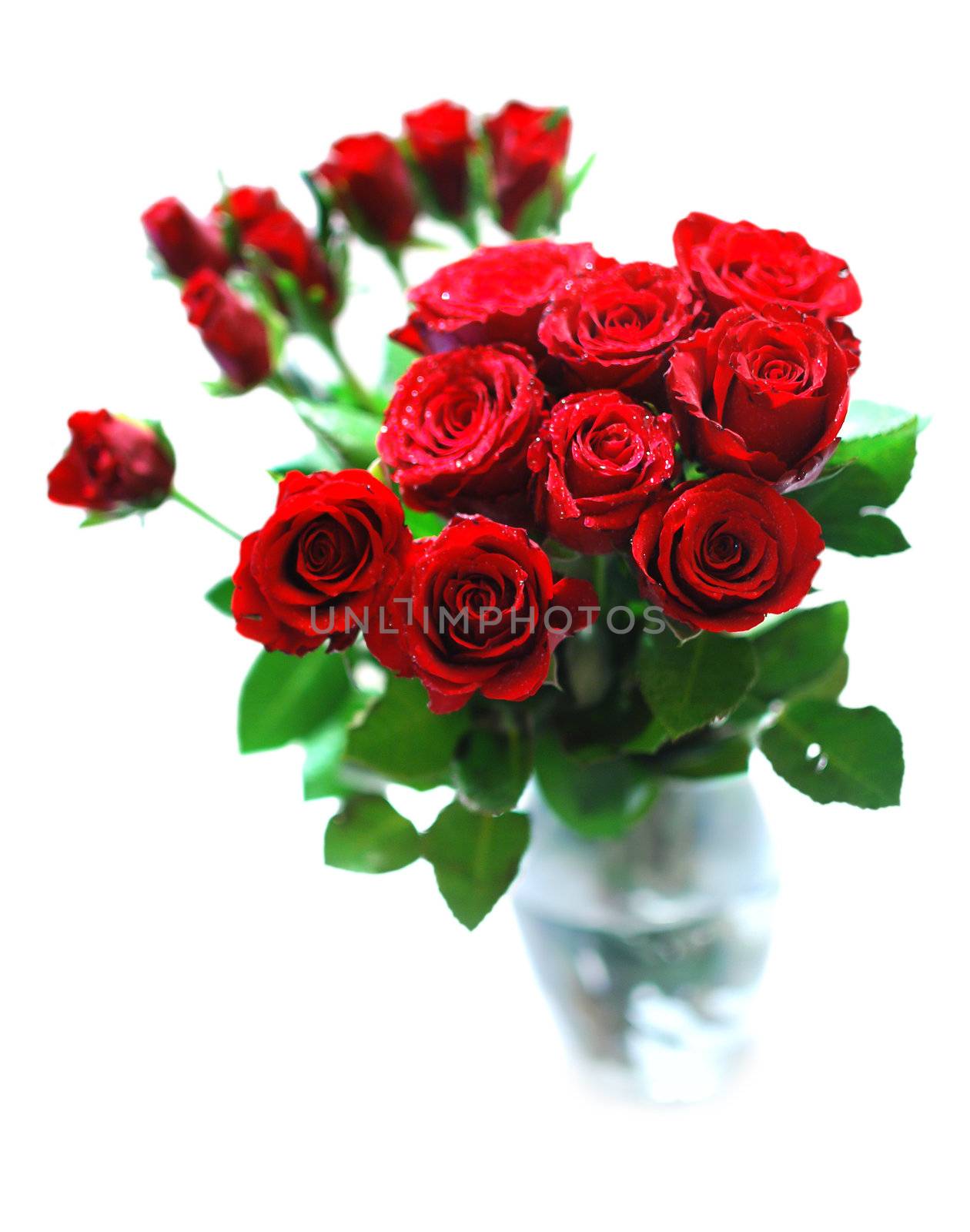 Bouquet of Red Roses in Glass Vase on White Background - Shallow Depth of Field