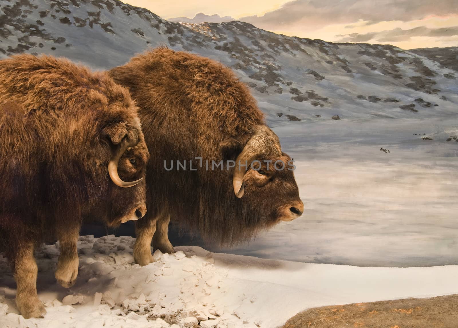 Muskox Duo by michelloiselle