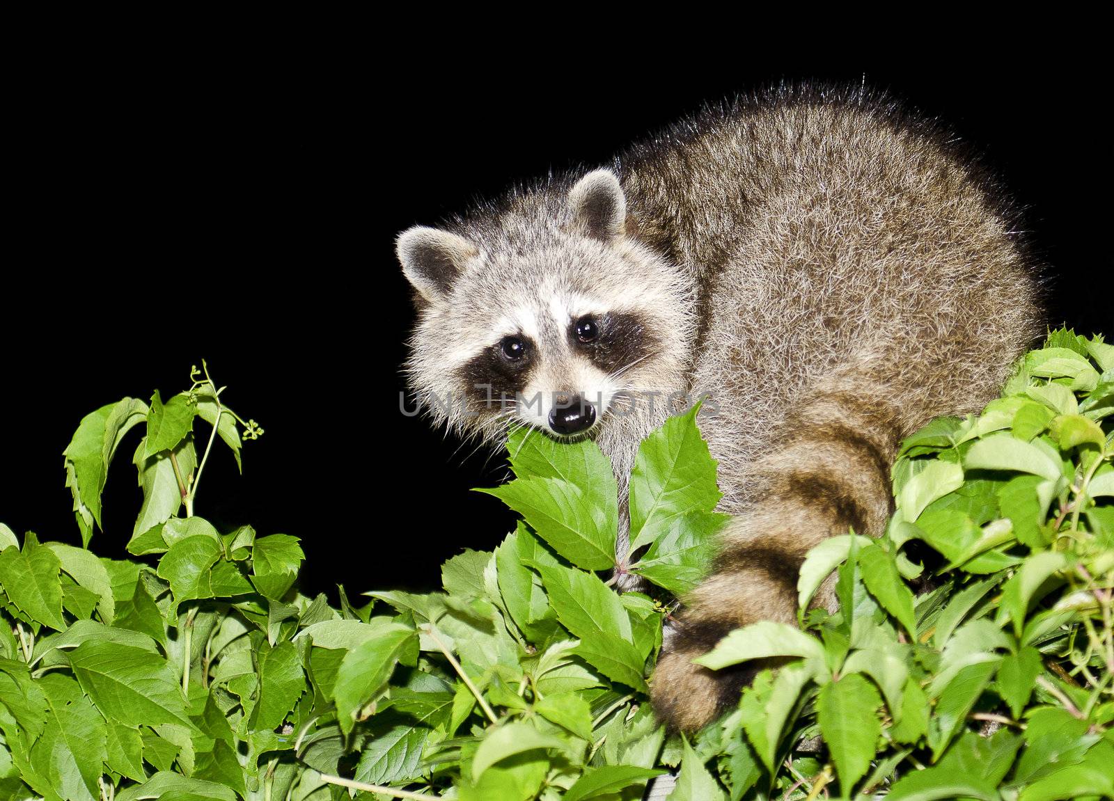 A mother raccoon looking for food at night.