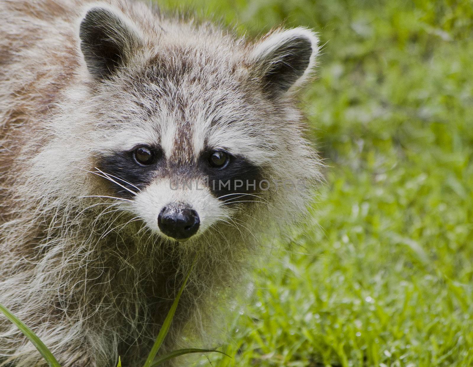 Young Racoon by michelloiselle