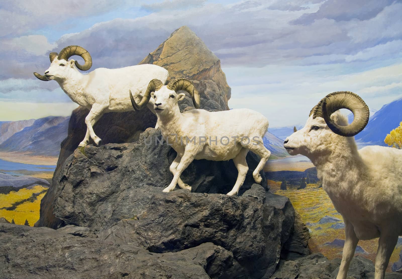 Three thinhorn sheep in the canadian mountains