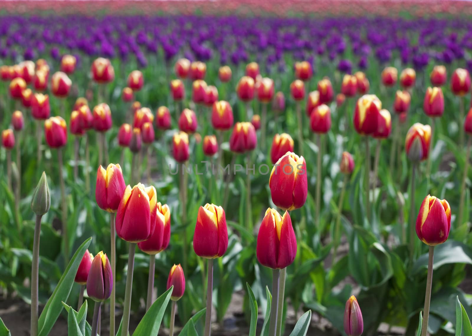 Beautiful field of colorful tulips by jarenwicklund