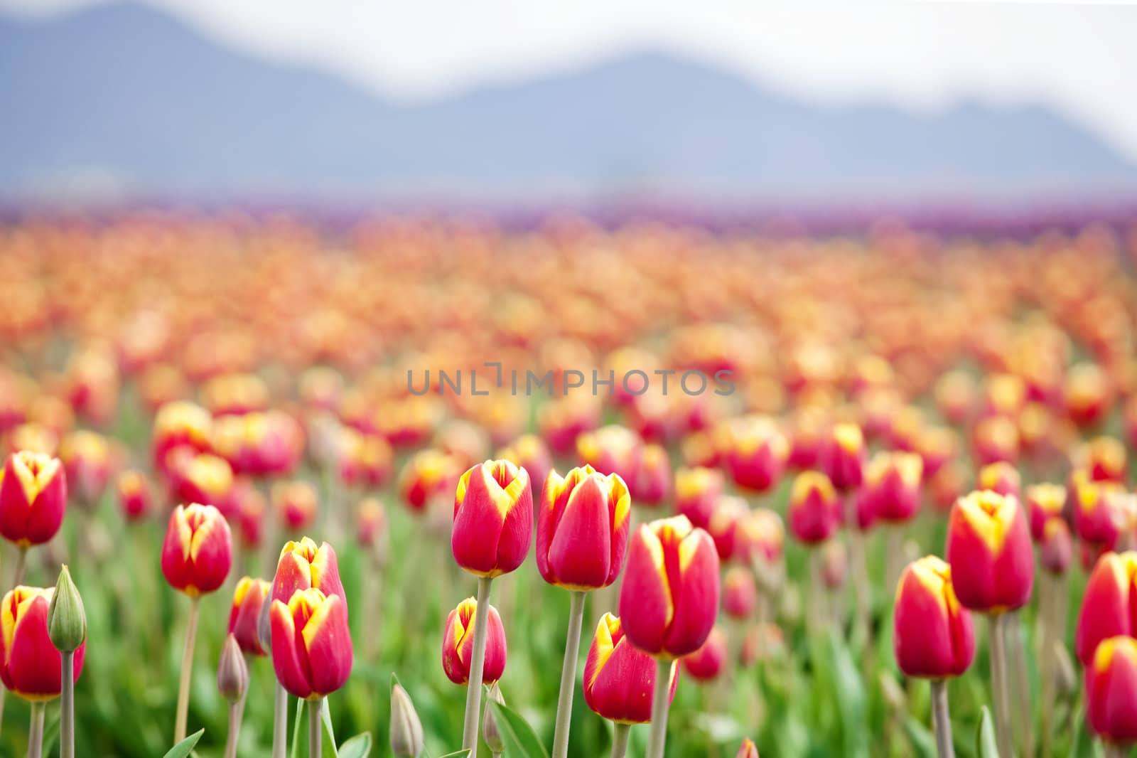 Beautiful colorful field of tulips. “Courtesy of RoozenGaarde (Tulips.com).”