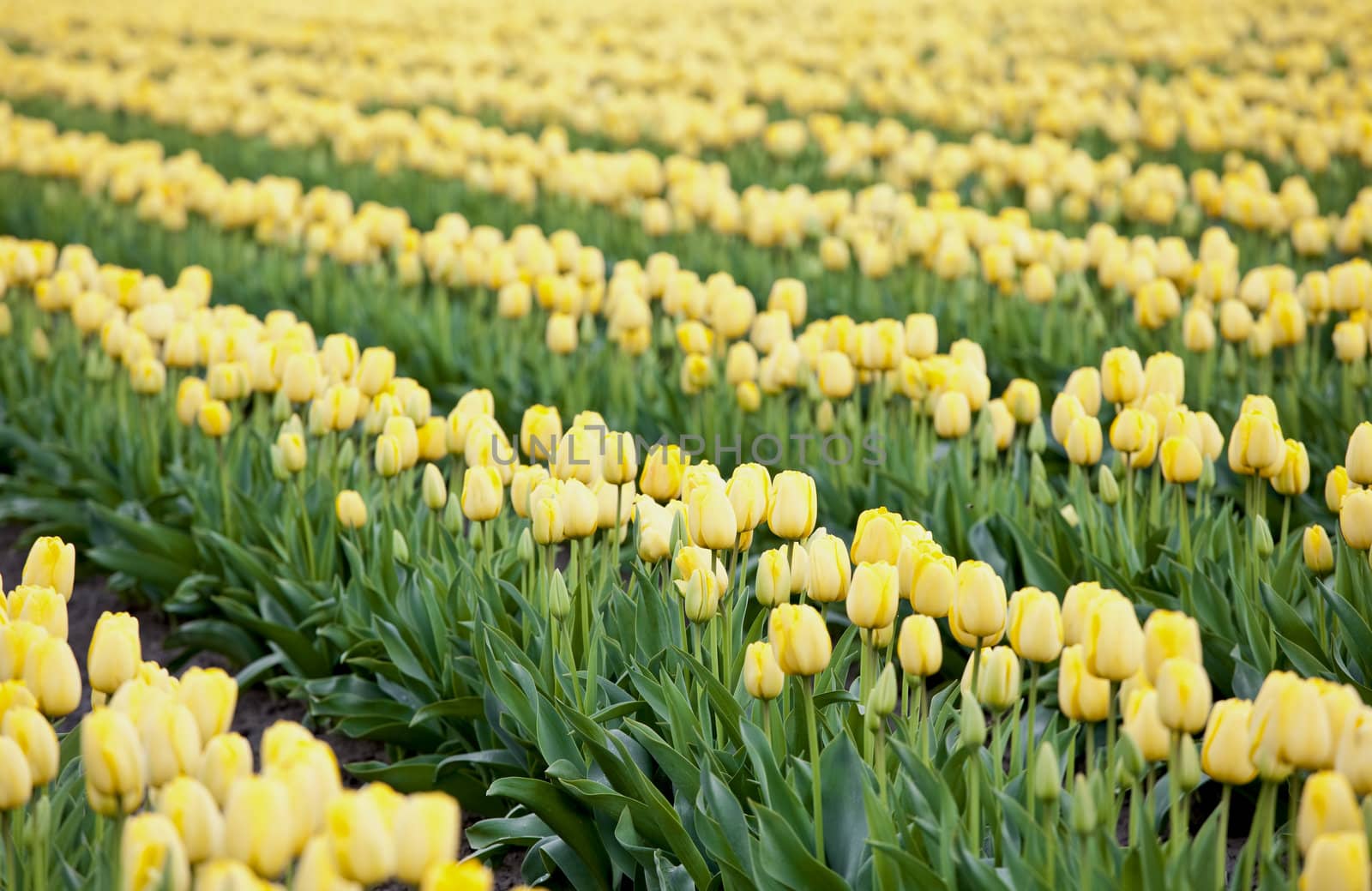 Beautiful colorful field of yellow tulips by jarenwicklund