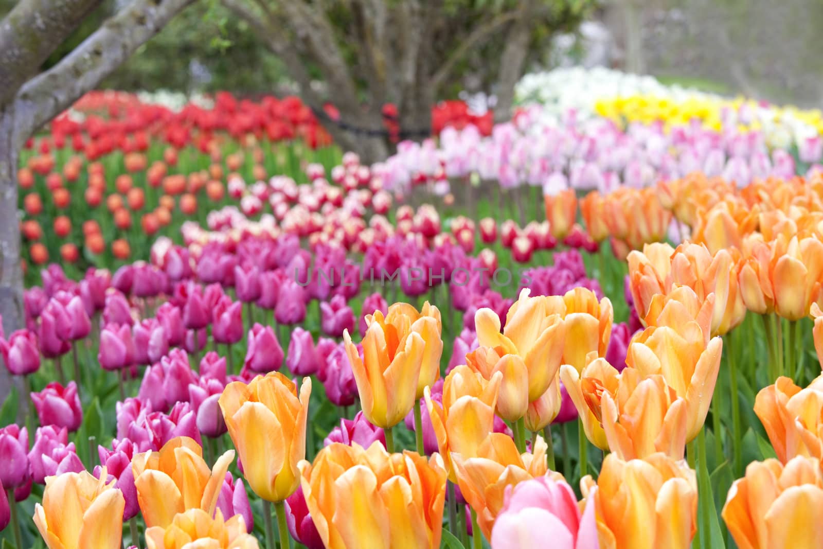 Colorful sea of beautiful tulips in full bloom by jarenwicklund