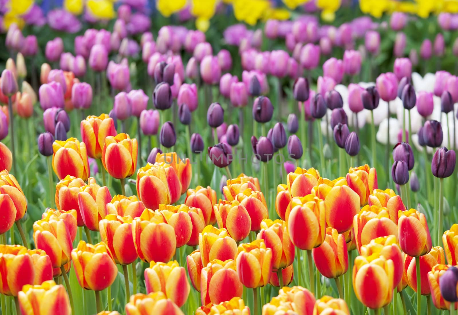 Colorful sea of beautiful tulips in full bloom. “Courtesy of RoozenGaarde (Tulips.com).”