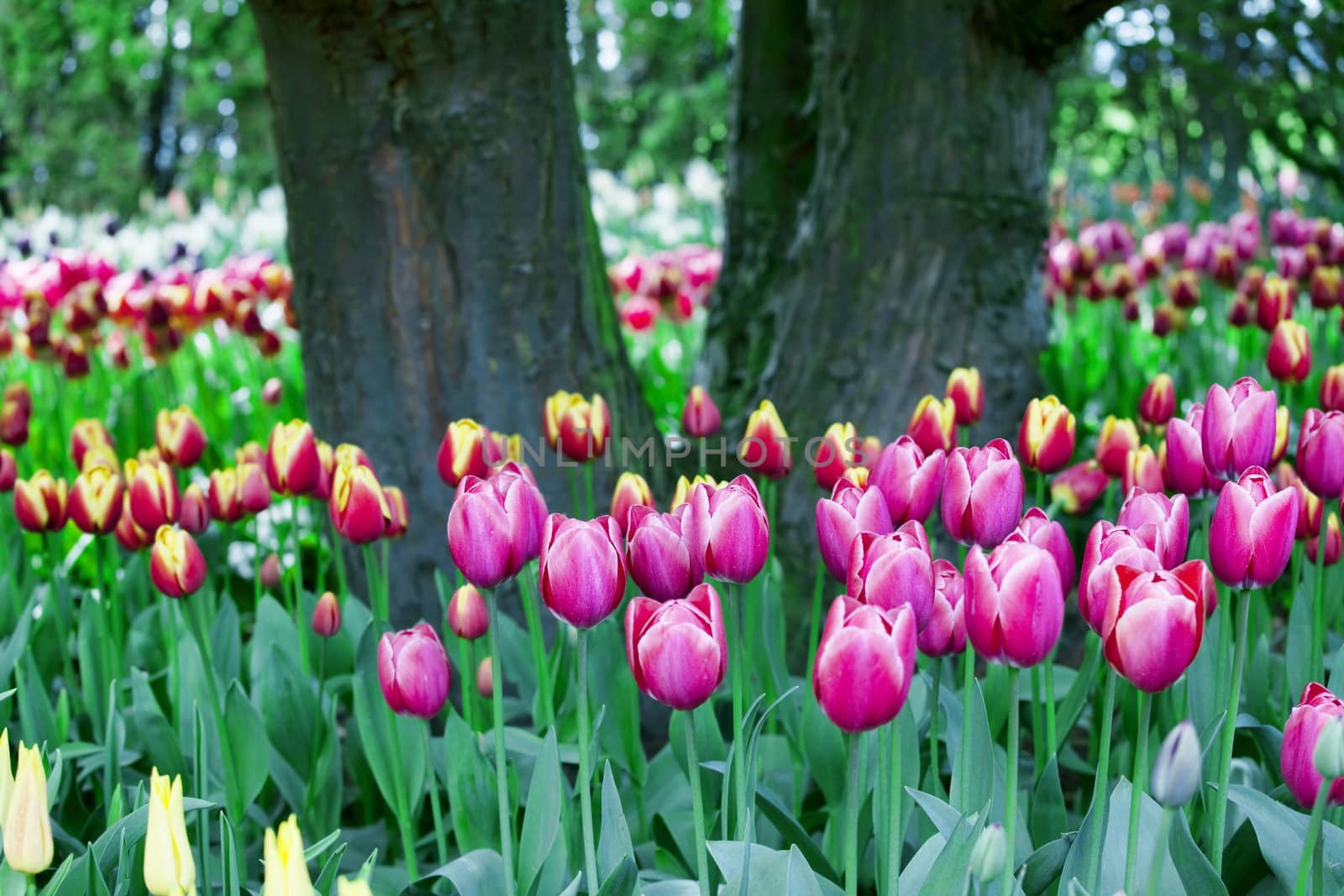 Colorful sea of beautiful tulips in full bloom