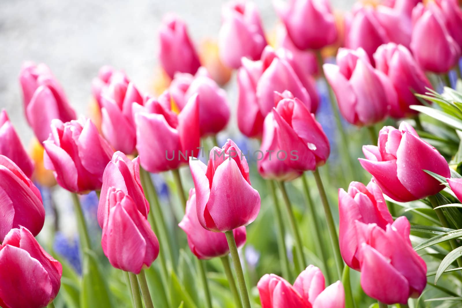 Colorful sea of beautiful tulips in full bloom