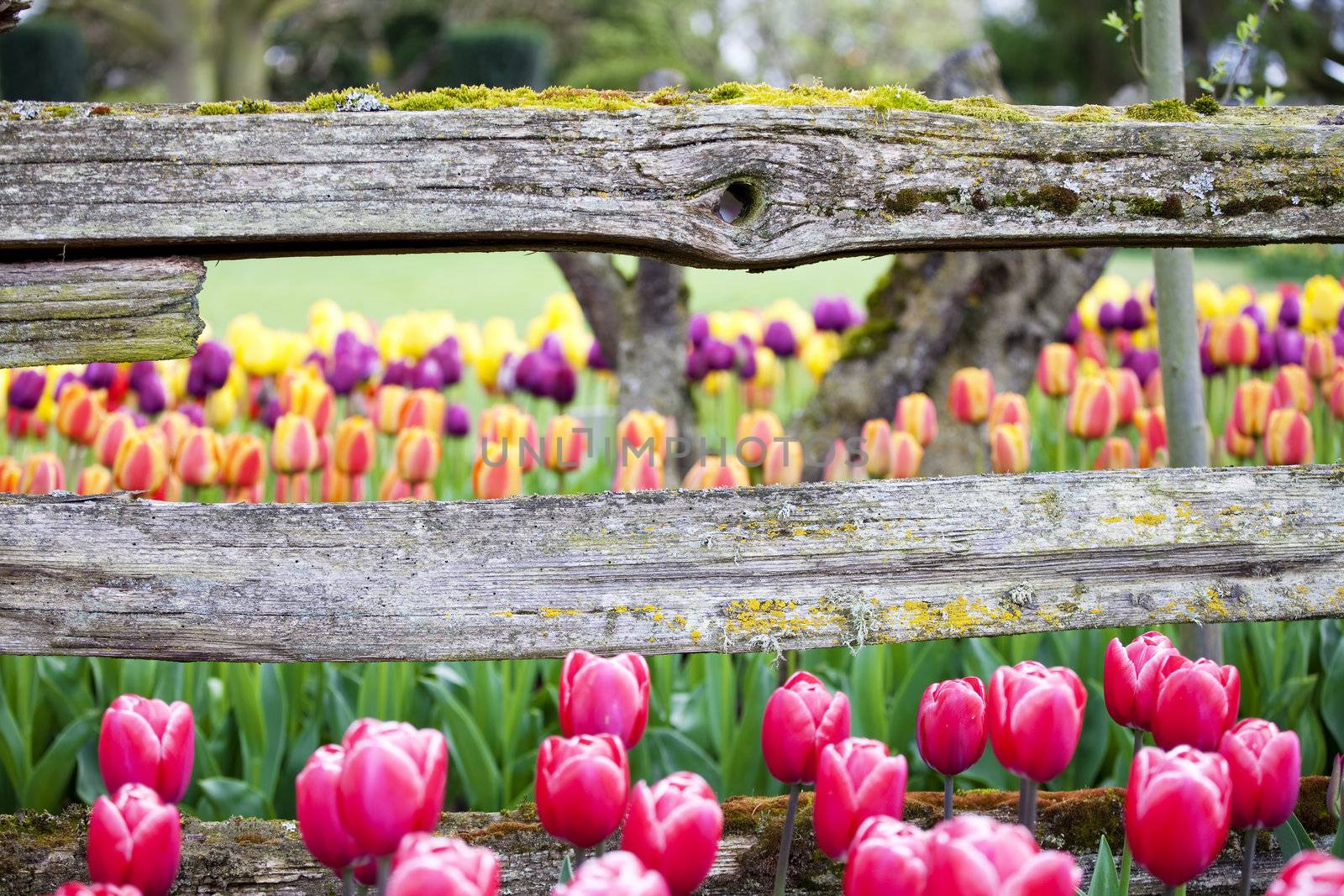 Tulips and rustic wooden horizontal fence beam, focus on wood fencing. “Courtesy of RoozenGaarde (Tulips.com).”