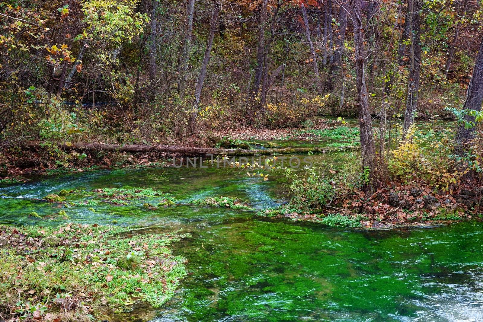 nature of alley spring river in missouri