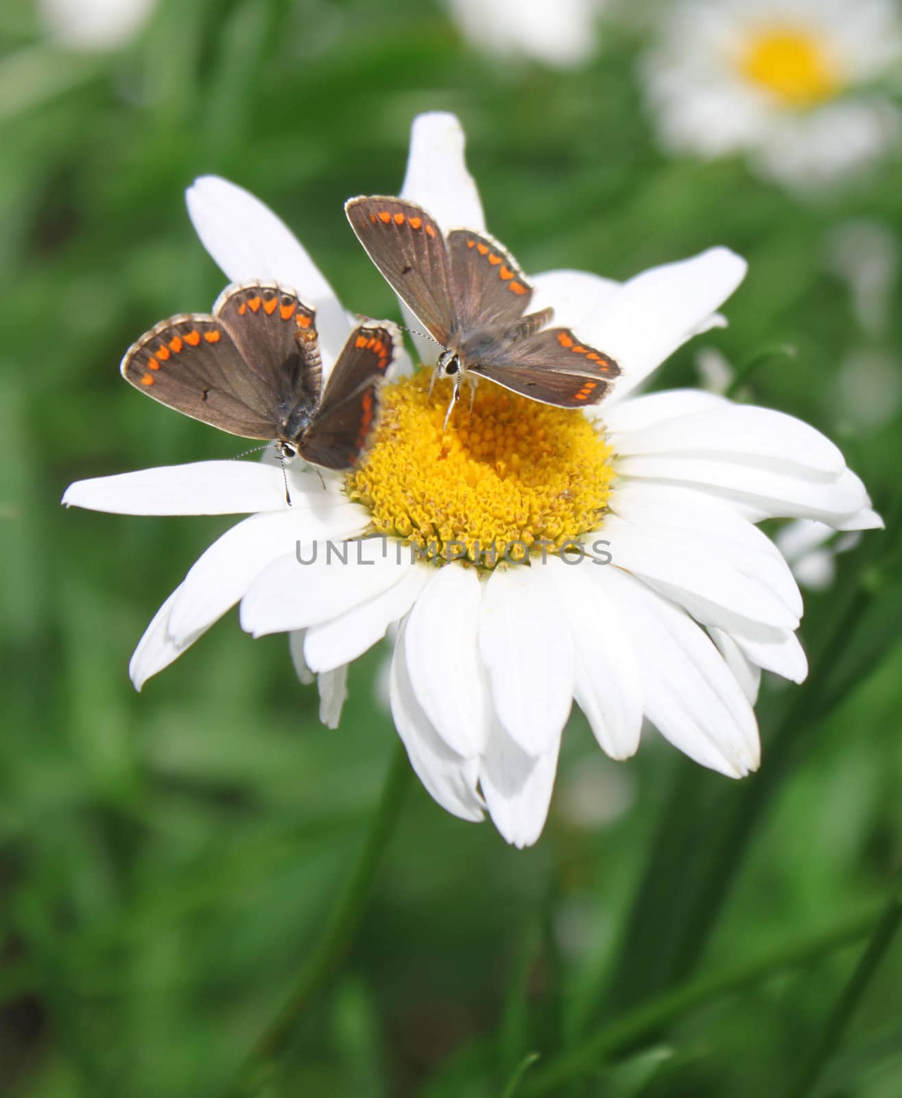 two butterflies on camomile