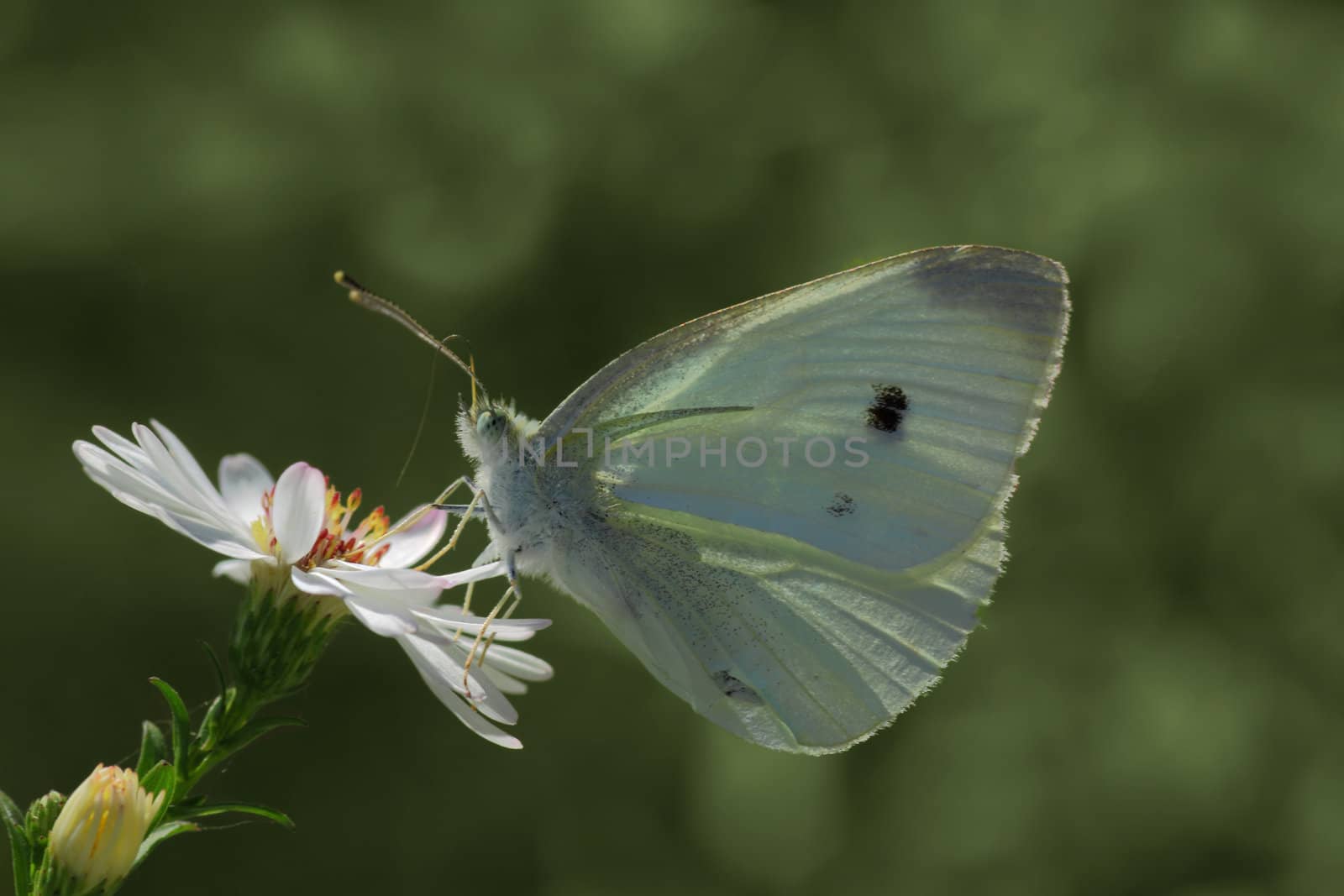 white cabbage butterfly by romantiche