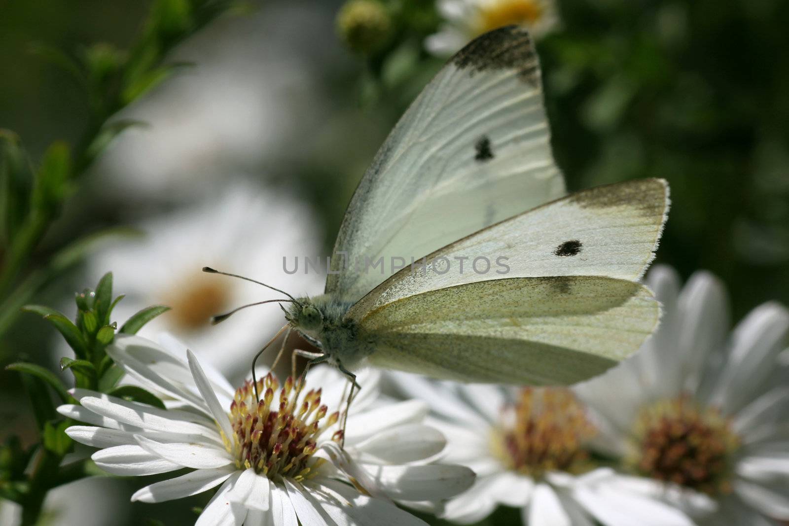 white cabbage butterfly sitting on a wild flower







white cabbage butterfly