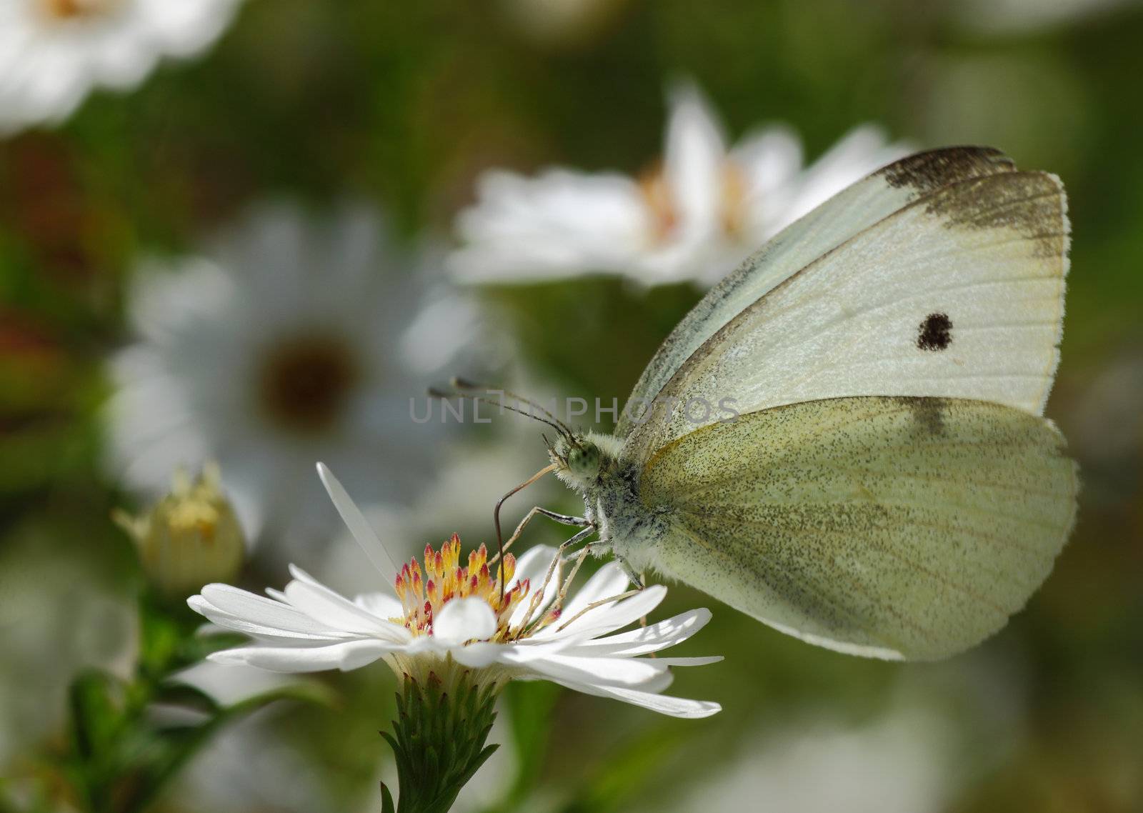 white cabbage butterfly by romantiche