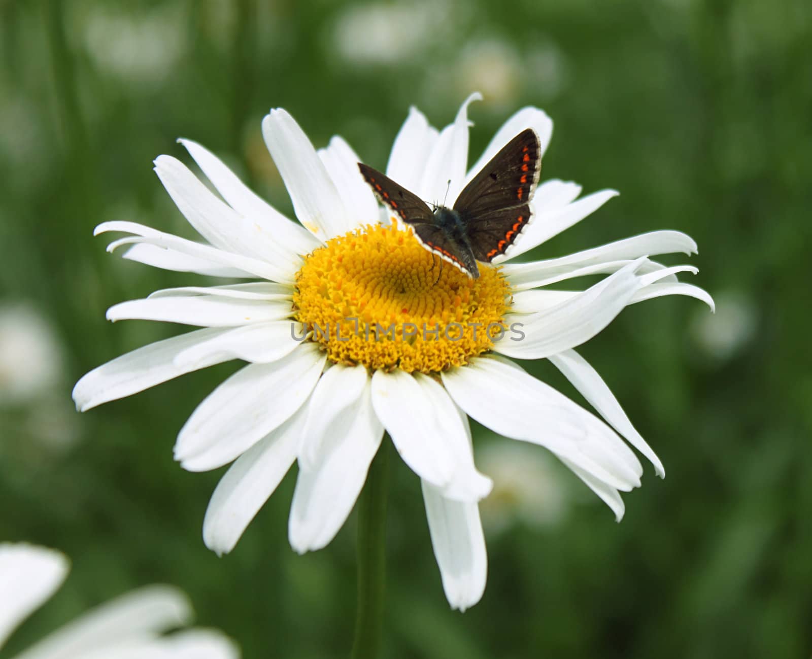 butterfly on camomile by romantiche