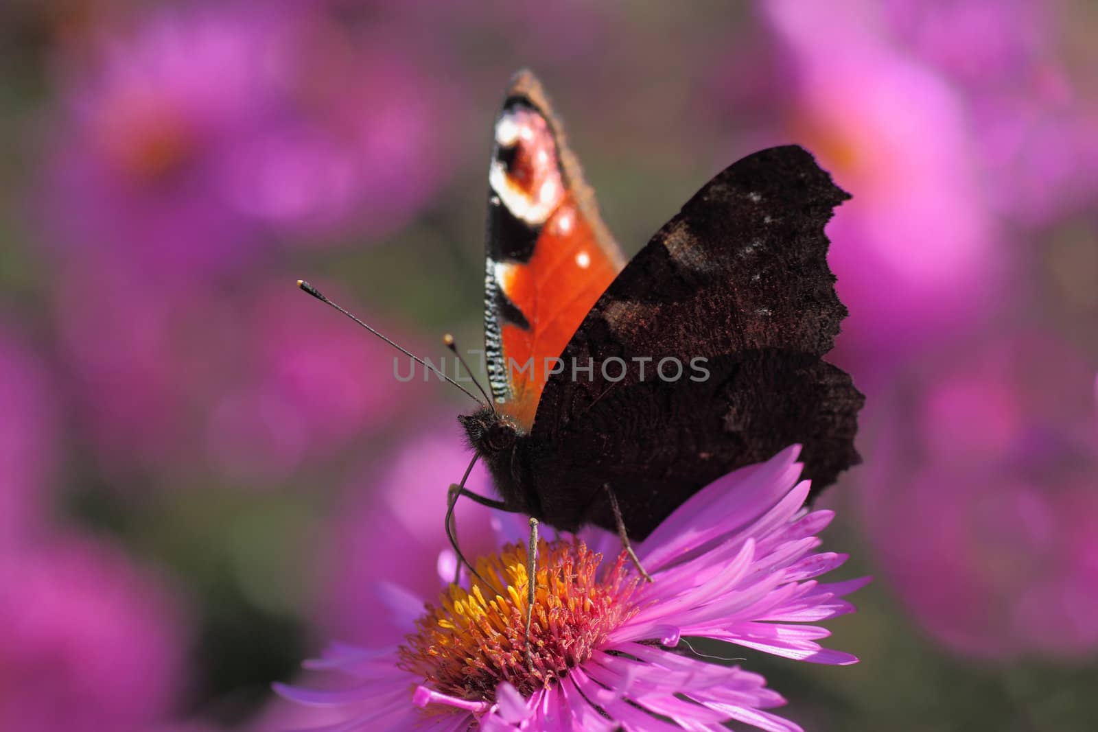 butterfly (european peacock) sitting on chrysanthemum