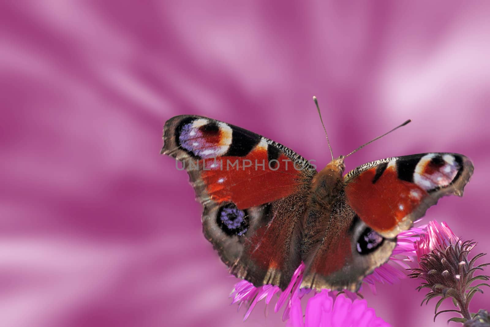 butterfly (european peacock) sitting on chrysanthemum