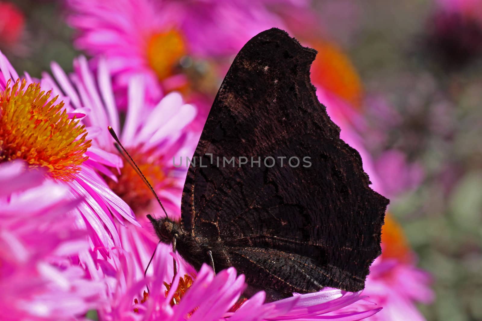 butterfly (european peacock) sitting on chrysanthemum