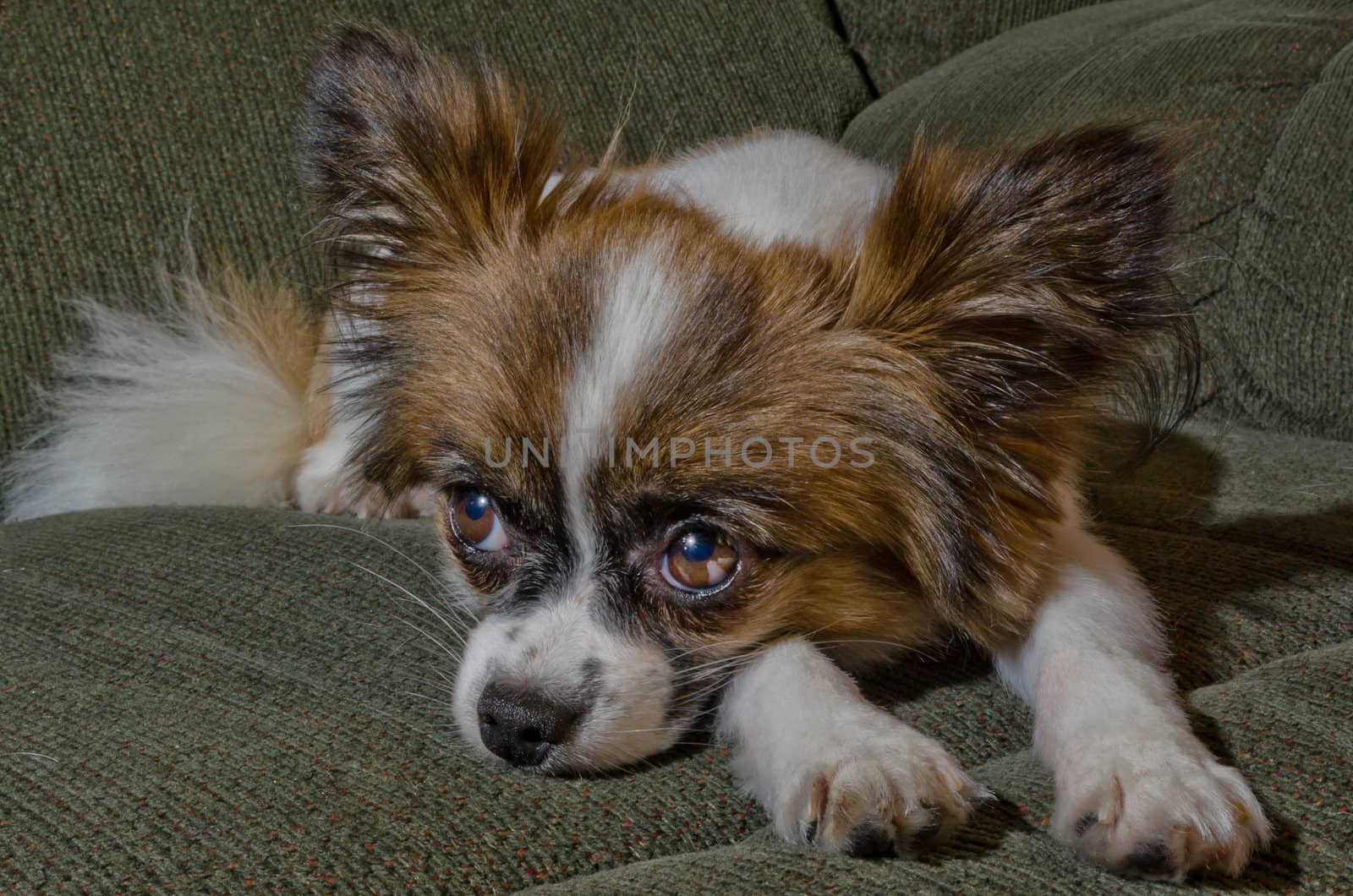 Lonely looking Papillon waiting to played with