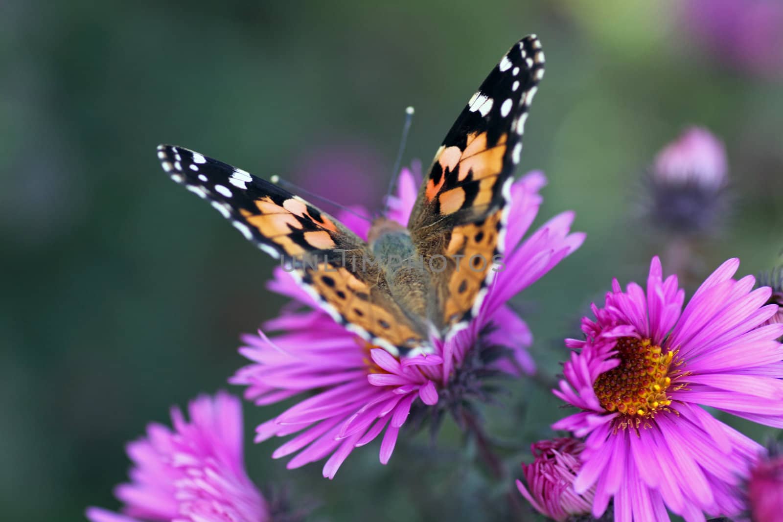 butterfly (Painted Lady) sitting on flower (chrysanthemum)