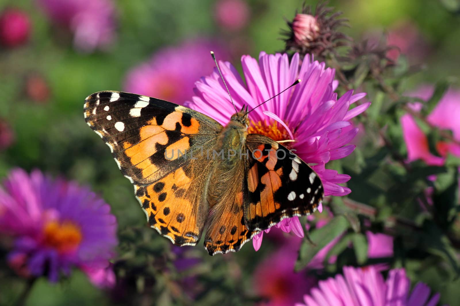 butterfly (Painted Lady) sitting on flower (chrysanthemum)