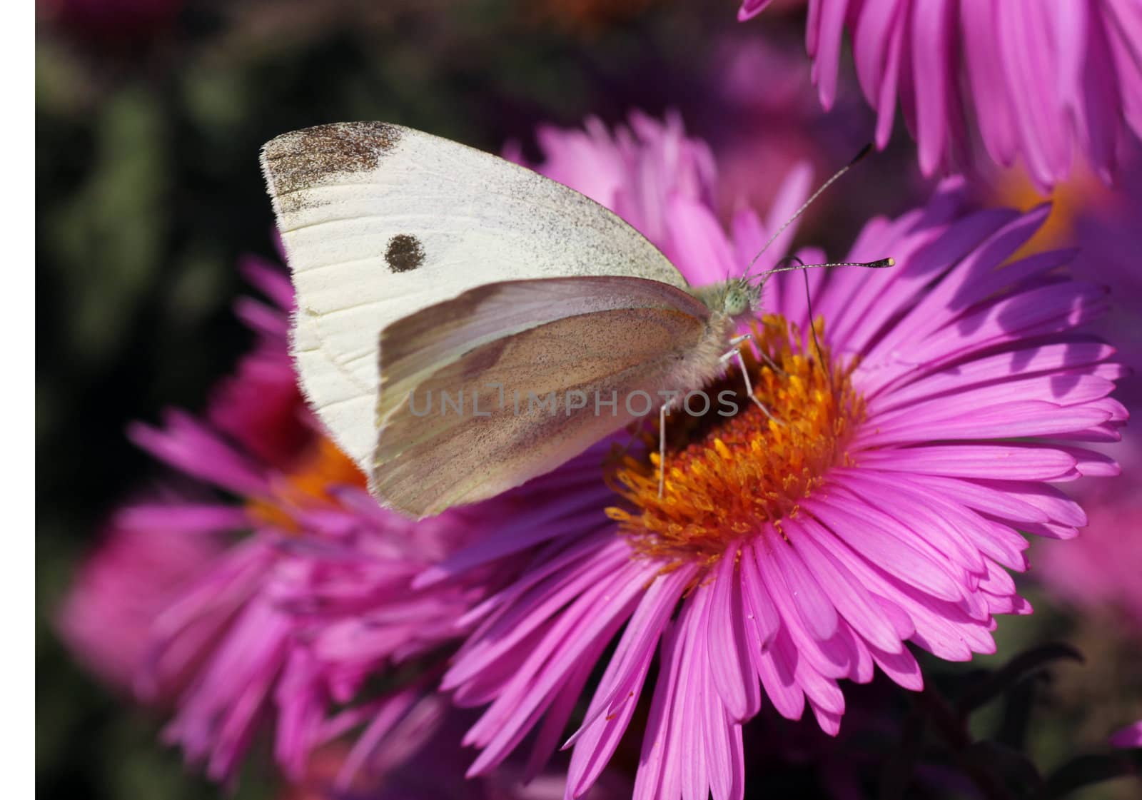 white cabbage butterfly sitting on flower (chrysanthemum)