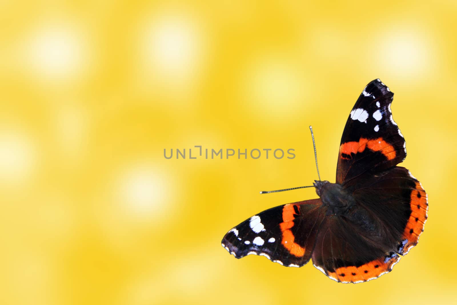 abstract summer background with butterfly (Red Admiral)