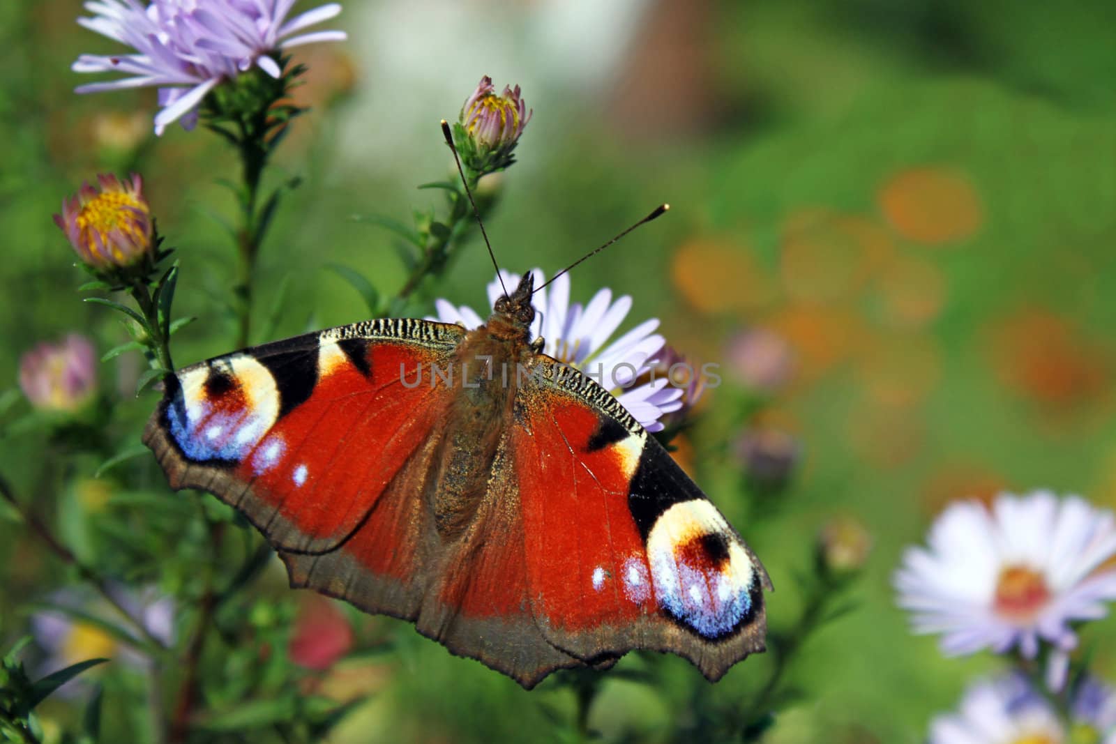 butterfly on chrysanthemum by romantiche